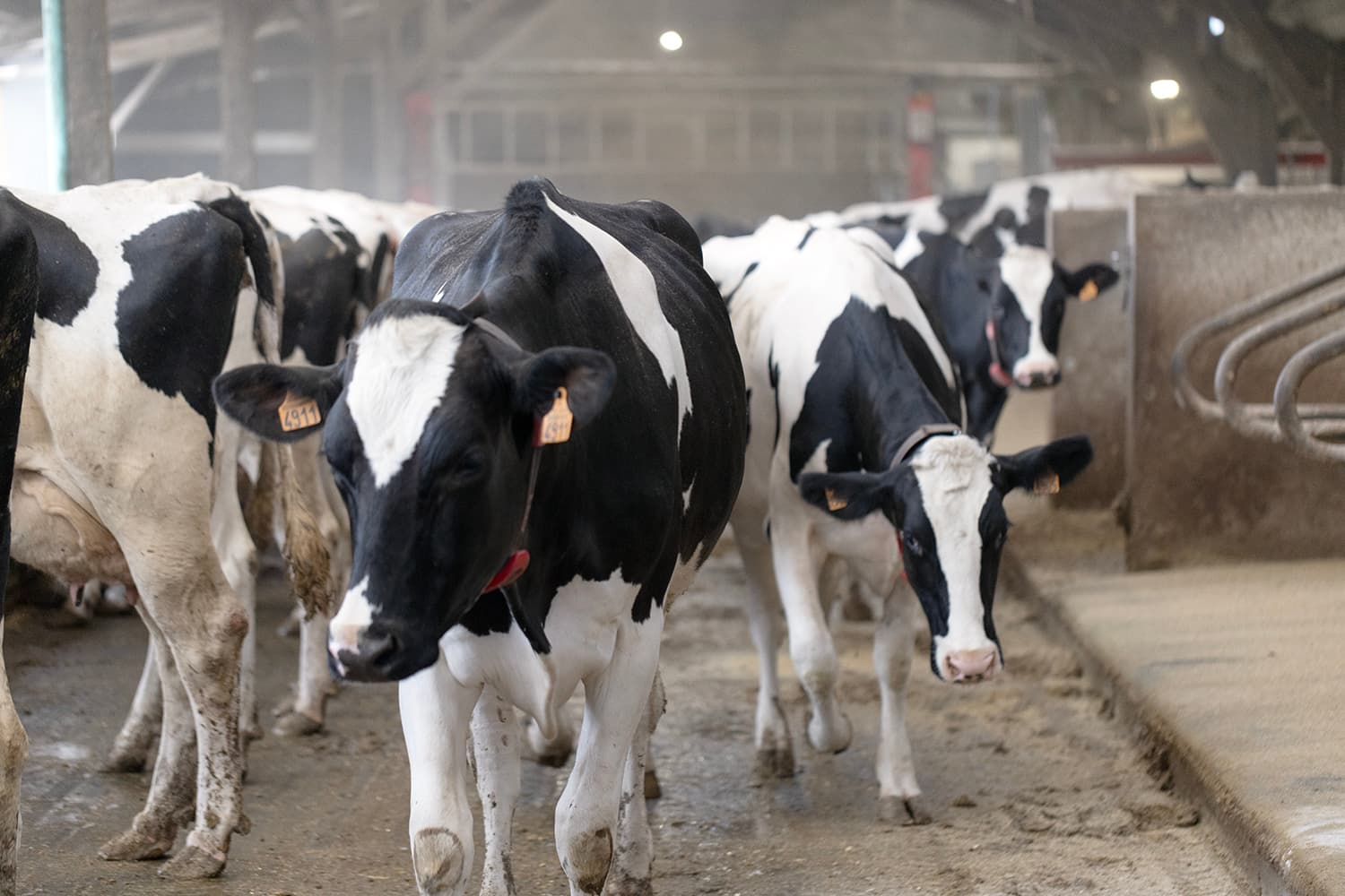 AnimalFarm Seminar Series (Fall): 
Milking rhythms: Sensing practices and multispecies relations in automated dairy farming