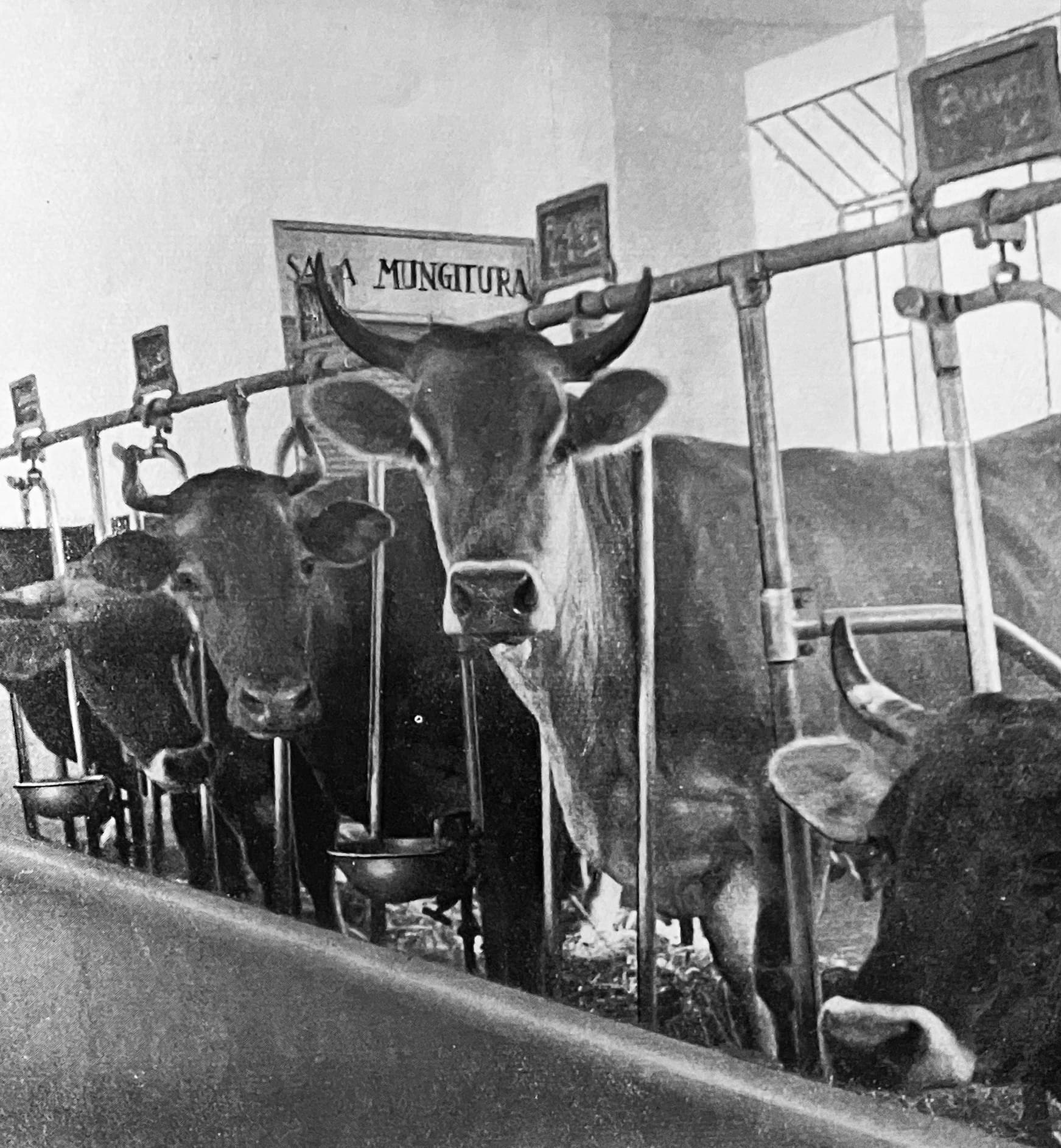 La stalla americana e la battaglia zootecnica